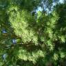 Fotografia 5 da espécie Fraxinus angustifolia subesp. angustifolia do Jardim Botânico UTAD
