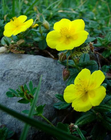 Fotografia de capa Helianthemum aegyptiacum - do Jardim Botânico