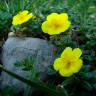 Fotografia 1 da espécie Helianthemum aegyptiacum do Jardim Botânico UTAD