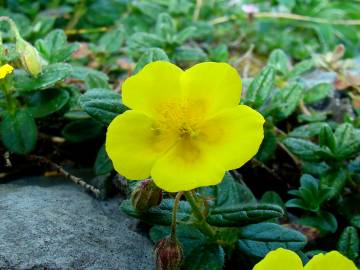 Fotografia da espécie Helianthemum aegyptiacum