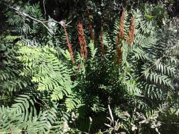 Fotografia da espécie Osmunda regalis