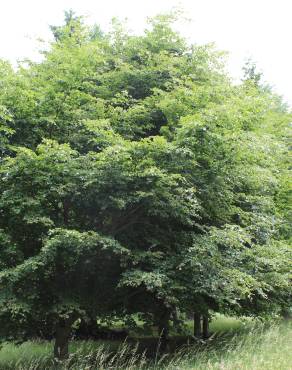 Fotografia 7 da espécie Fagus sylvatica no Jardim Botânico UTAD