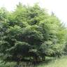 Fotografia 7 da espécie Fagus sylvatica do Jardim Botânico UTAD