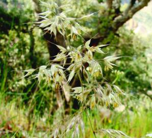 Fotografia da espécie Holcus annuus subesp. duriensis