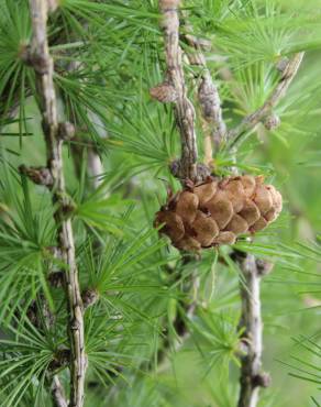 Fotografia 6 da espécie Larix decidua no Jardim Botânico UTAD