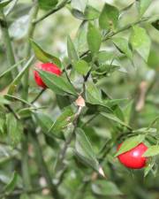 Fotografia da espécie Ruscus aculeatus