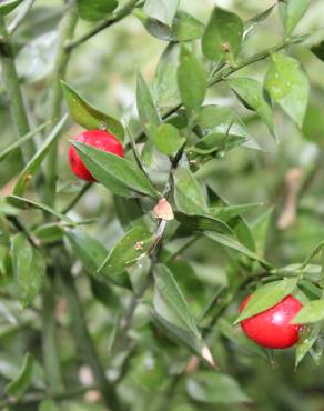 Fotografia 1 da espécie Ruscus aculeatus no Jardim Botânico UTAD