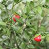 Fotografia 1 da espécie Ruscus aculeatus do Jardim Botânico UTAD