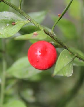 Fotografia 4 da espécie Ruscus aculeatus no Jardim Botânico UTAD