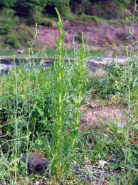 Fotografia da espécie Reseda luteola