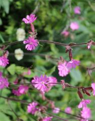 Silene dioica