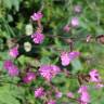 Fotografia 1 da espécie Silene dioica do Jardim Botânico UTAD