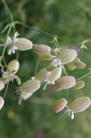 Fotografia da espécie Silene vulgaris subesp. vulgaris