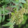 Fotografia 4 da espécie Sorbus aucuparia do Jardim Botânico UTAD