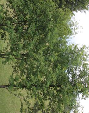 Fotografia 5 da espécie Sorbus aucuparia no Jardim Botânico UTAD