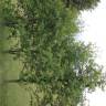 Fotografia 5 da espécie Sorbus aucuparia do Jardim Botânico UTAD