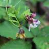 Fotografia 3 da espécie Vicia sepium do Jardim Botânico UTAD