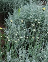 Helichrysum italicum subesp. picardi