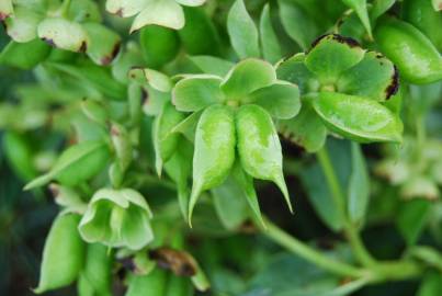 Fotografia da espécie Helleborus foetidus