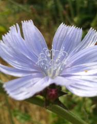 Cichorium intybus