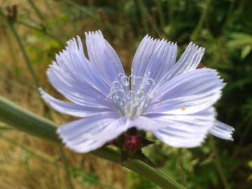 Fotografia da espécie Cichorium intybus