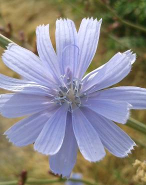 Fotografia 3 da espécie Cichorium intybus no Jardim Botânico UTAD