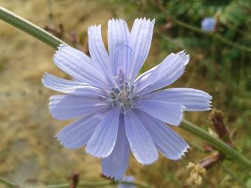 Fotografia da espécie Cichorium intybus