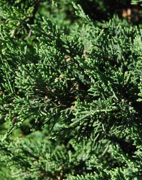 Fotografia 4 da espécie Juniperus sabina var. tamariscifolia no Jardim Botânico UTAD