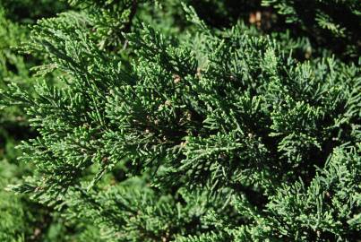 Fotografia da espécie Juniperus sabina var. tamariscifolia