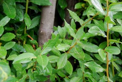 Fotografia da espécie Laurus nobilis