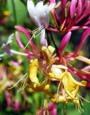 Fotografia 1 da espécie Lonicera periclymenum subesp. periclymenum no Jardim Botânico UTAD