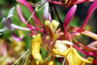 Fotografia da espécie Lonicera periclymenum subesp. periclymenum