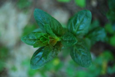 Fotografia da espécie Lysimachia vulgaris