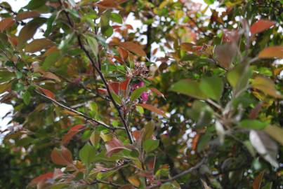 Fotografia da espécie Malus x purpurea