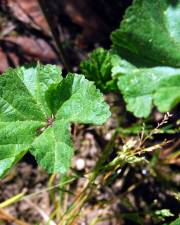 Fotografia da espécie Malva neglecta