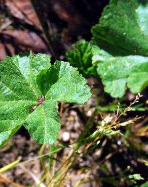 Fotografia 1 da espécie Malva neglecta no Jardim Botânico UTAD