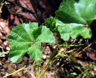 Fotografia da espécie Malva neglecta