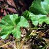 Fotografia 1 da espécie Malva neglecta do Jardim Botânico UTAD