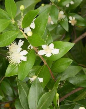 Fotografia 5 da espécie Myrtus communis no Jardim Botânico UTAD