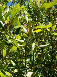 Fotografia da espécie Phillyrea angustifolia