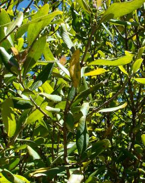 Fotografia 4 da espécie Phillyrea angustifolia no Jardim Botânico UTAD