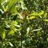 Fotografia 4 da espécie Phillyrea angustifolia do Jardim Botânico UTAD