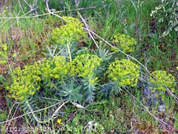 Fotografia da espécie Euphorbia oxyphylla