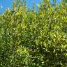Fotografia 5 da espécie Phillyrea angustifolia do Jardim Botânico UTAD