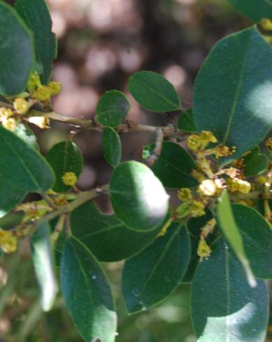 Fotografia de capa Phillyrea latifolia - do Jardim Botânico