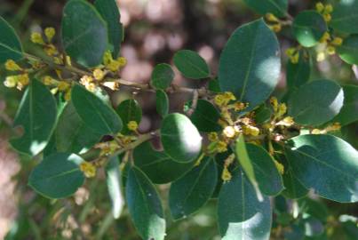 Fotografia da espécie Phillyrea latifolia