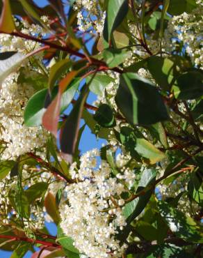 Fotografia 5 da espécie Photinia x fraseri var. robusta no Jardim Botânico UTAD