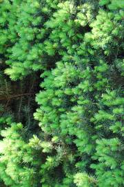 Fotografia da espécie Picea glauca var. albertiana