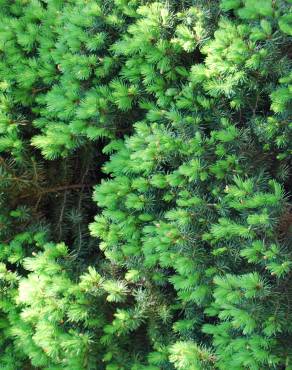 Fotografia 2 da espécie Picea glauca var. albertiana no Jardim Botânico UTAD