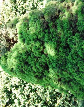 Fotografia 3 da espécie Picea glauca var. albertiana no Jardim Botânico UTAD
